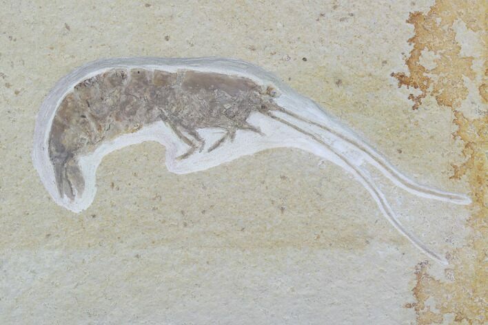 Detailed, Fossil Shrimp - Solnhofen Limestone #97515